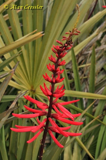 {Erythrina herbacea}